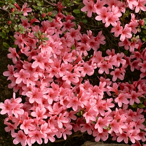 Encore Coral Azalea